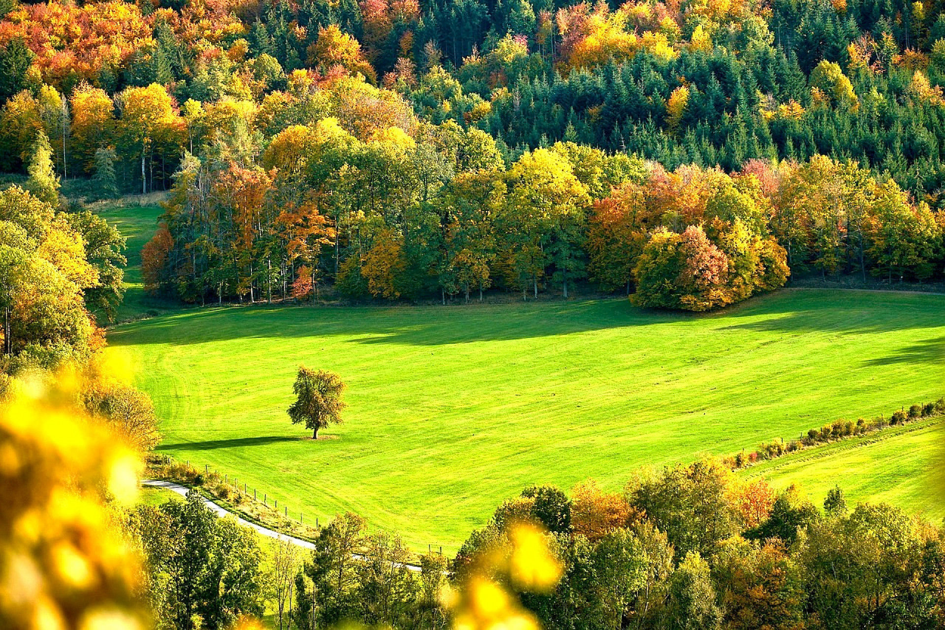 Header background